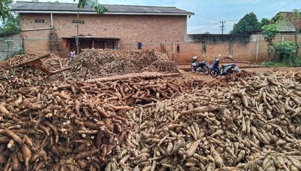 Harga Singkong Turun 10%, Petani Singkong di Tubaba Ambiyar
